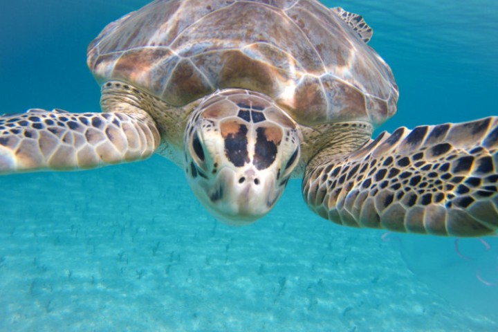 Numbers of Sea Turtles Species Are Growing Overall